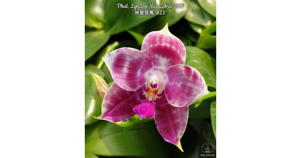 Орхидея Phal. Lyndon Mix Zebra 823 - купить, доставка Украина